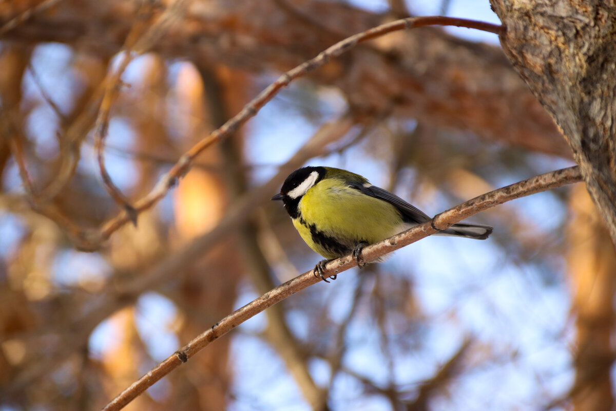 Птица синица - Дмитрий Долганин