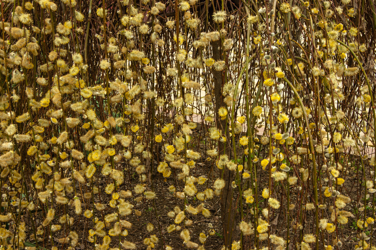 Верба - Игорь Сикорский