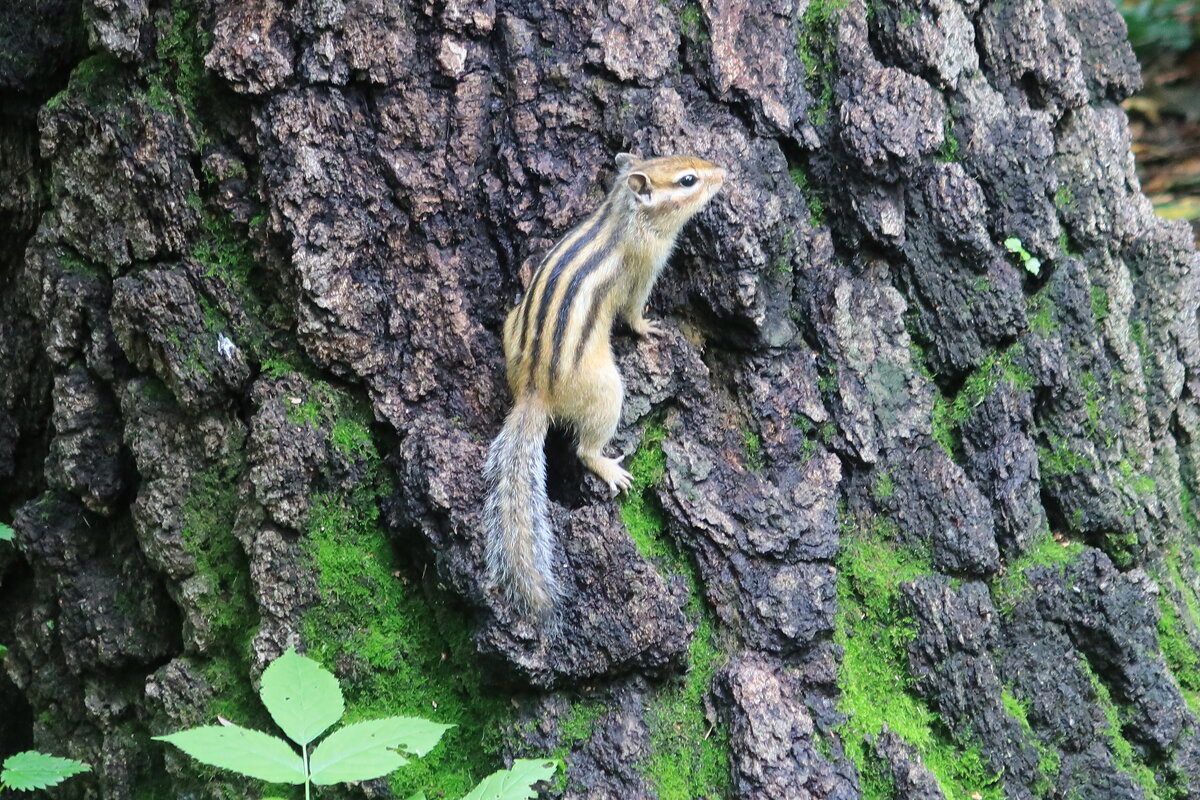 Бурундук на коре дерева - Галина Козлова 
