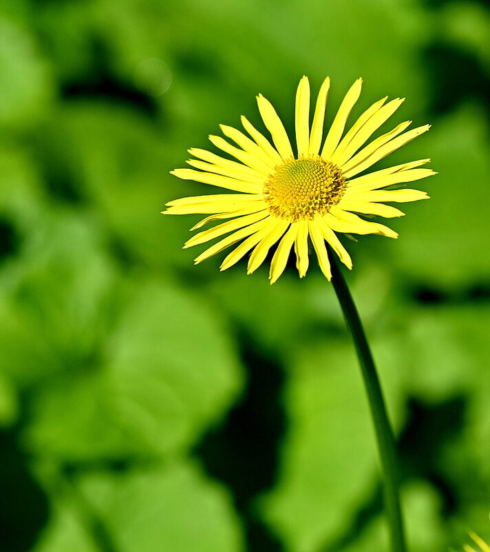 Весенние мотивы... - Николай Саржанов