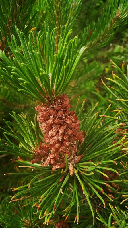 дачное воронежское - Елена Шаламова