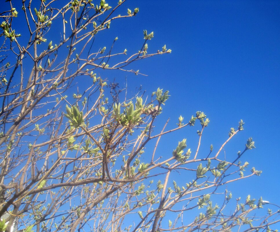Весеннее небо - Елена Семигина