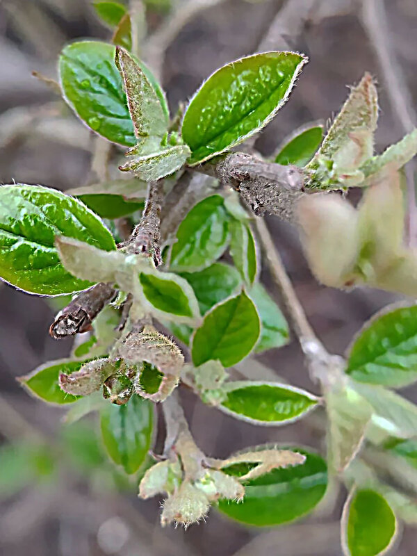 Весенние - Елена Семигина