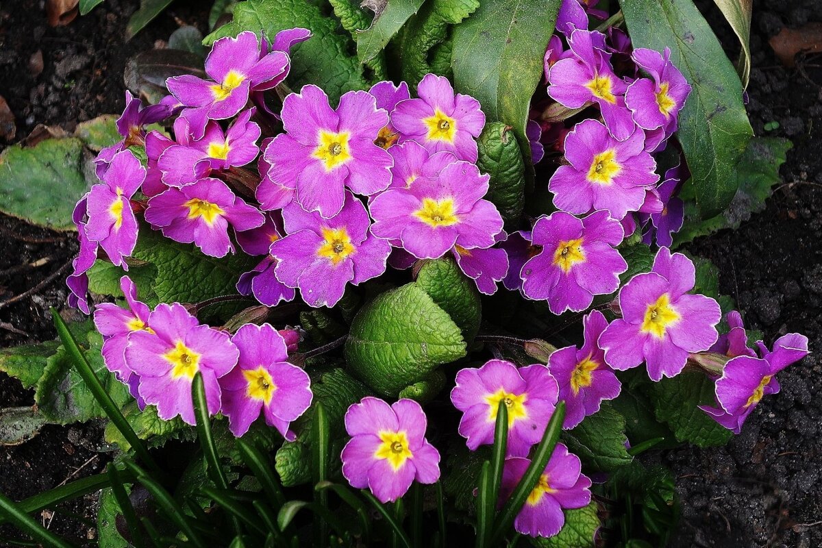 Примула - Рита Симонова