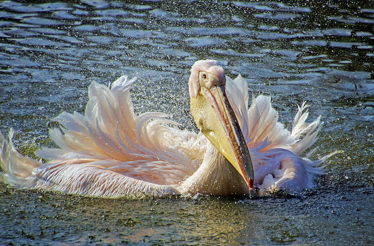 ******* - Андроник Александр 