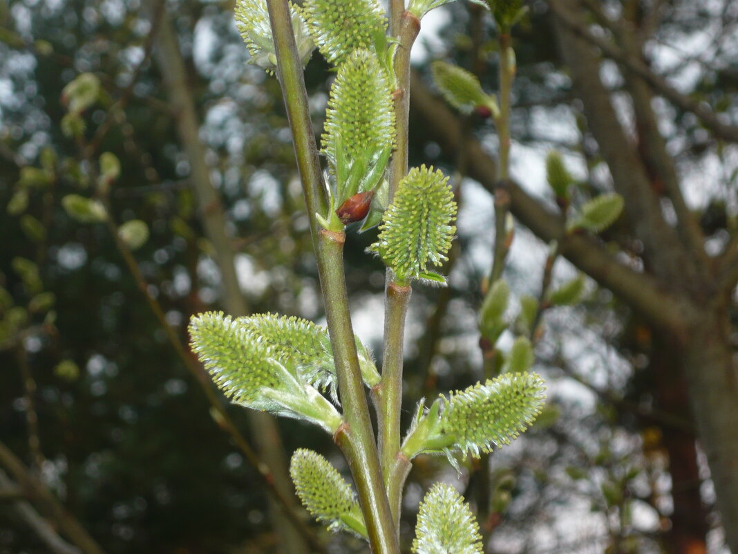 Вербочка! - Надежда 