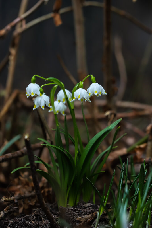 Белоцветник - Игорь Шевченко