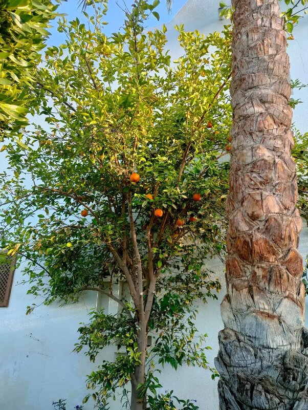 В Египте - Ирэн 