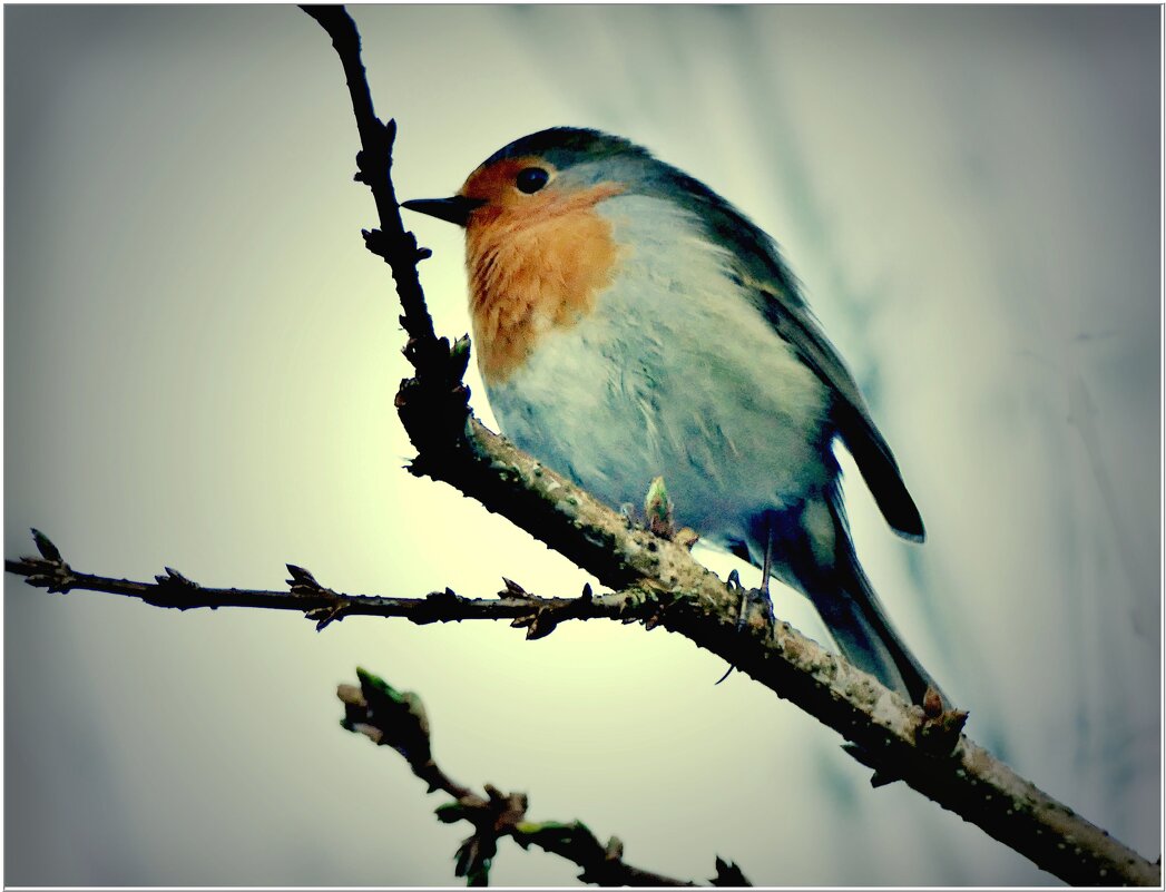 ГОСТЬЯ... - Elvira E. 