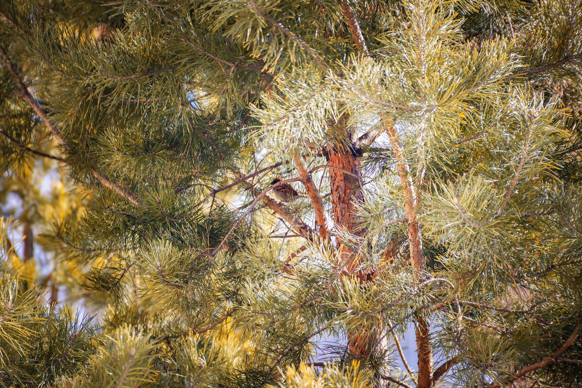 Небольшой воробей - Дмитрий Долганин