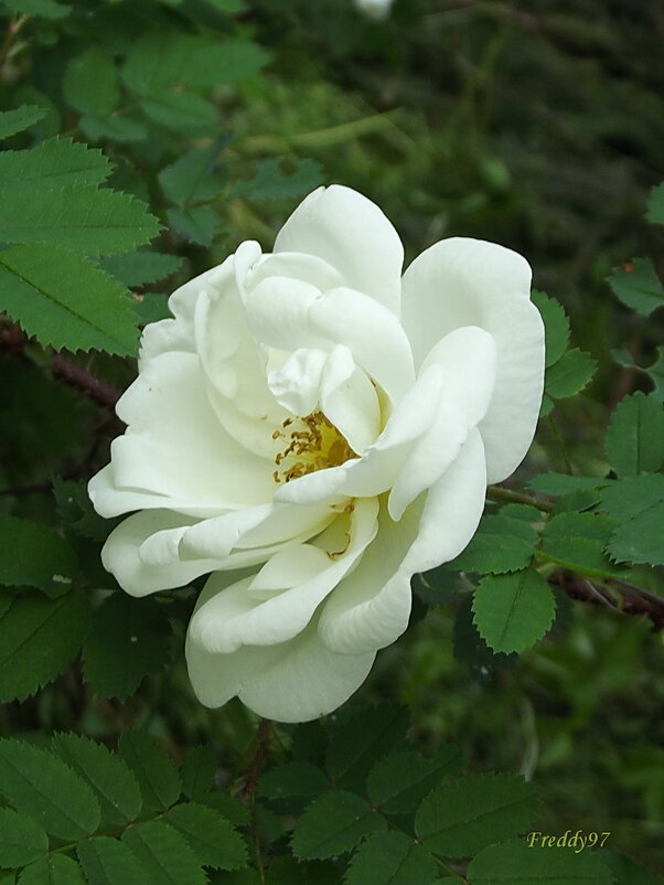 Шиповник - Freddy 97
