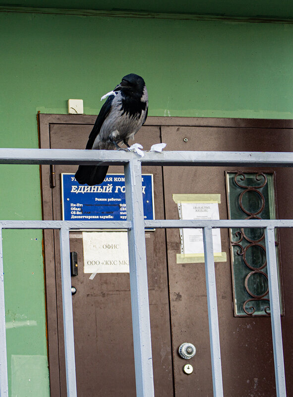 Наш Управдом! - Ирина Соловьёва