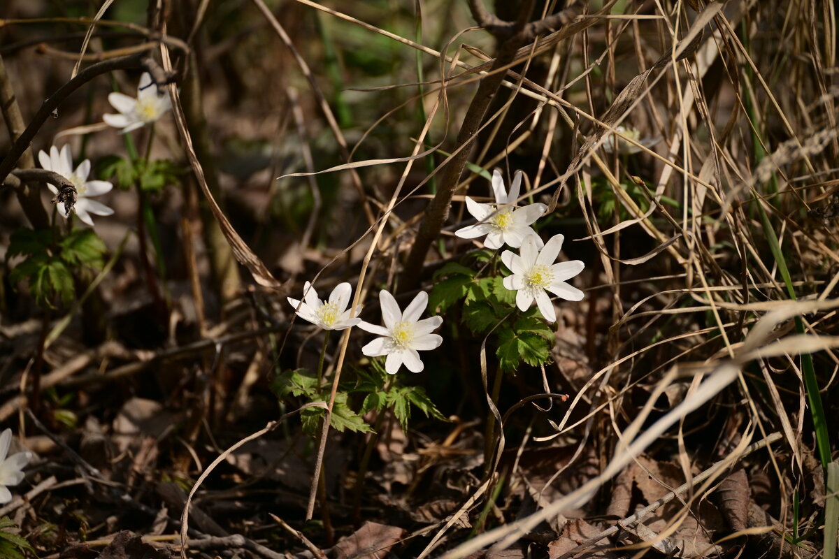 Среди прошлогодней листвы - Владислав Левашов