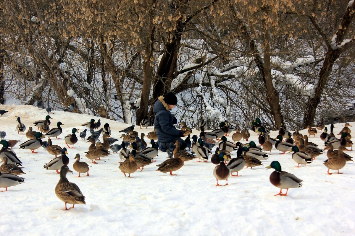 кормление уток - Сергей Кочнев