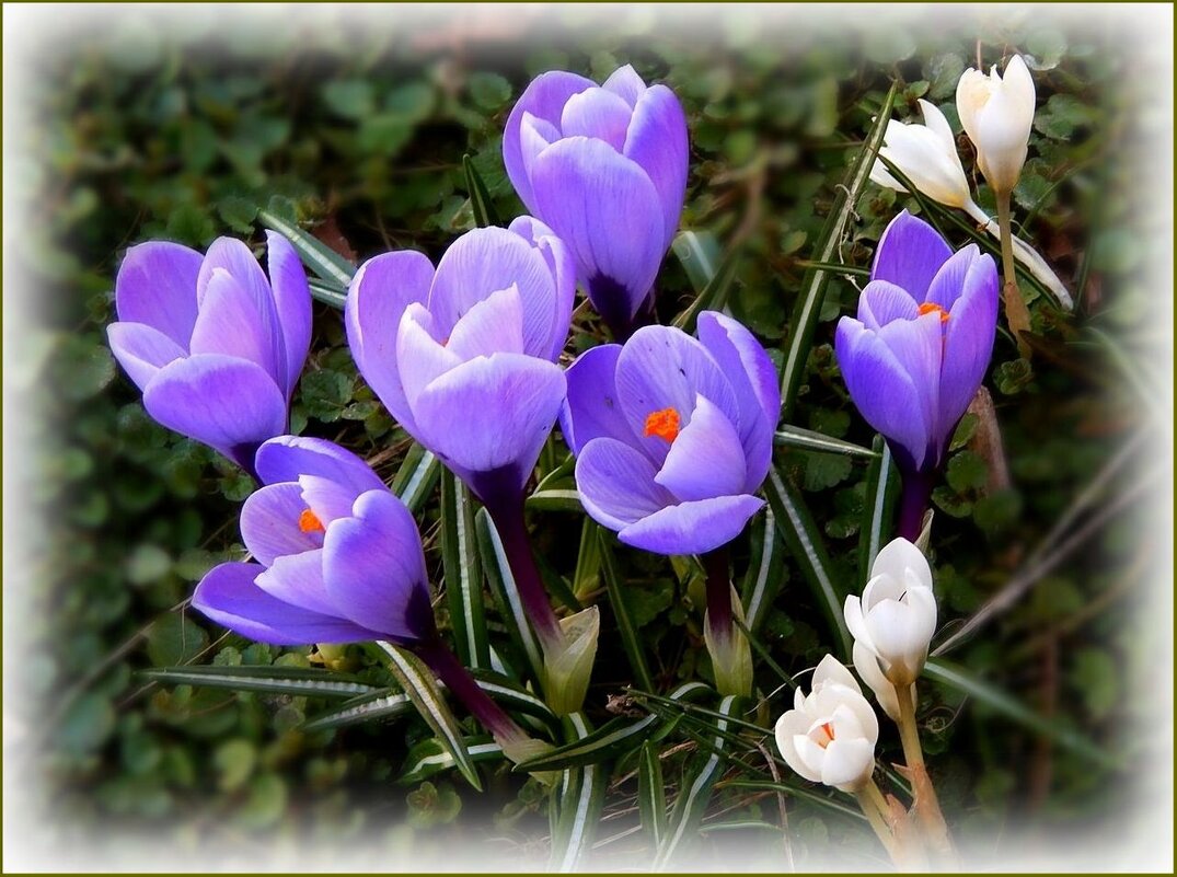 Крокусы цветут ... - Валентина Надсон