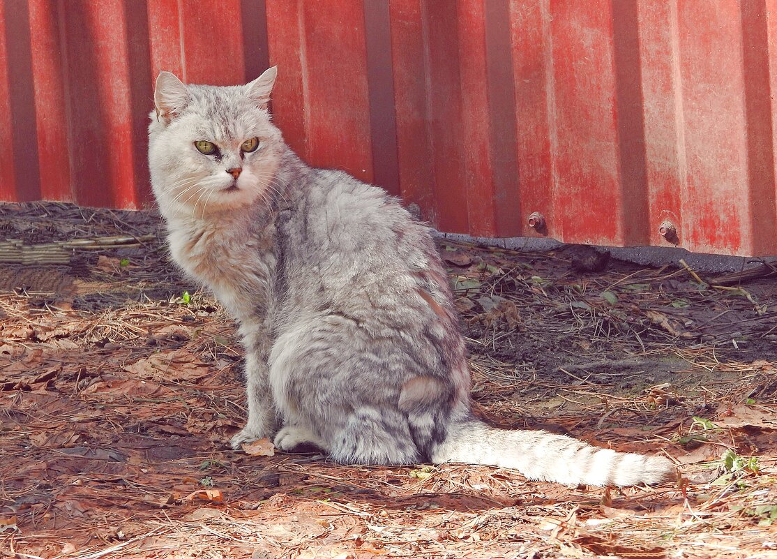 Красотка - Леонид leo