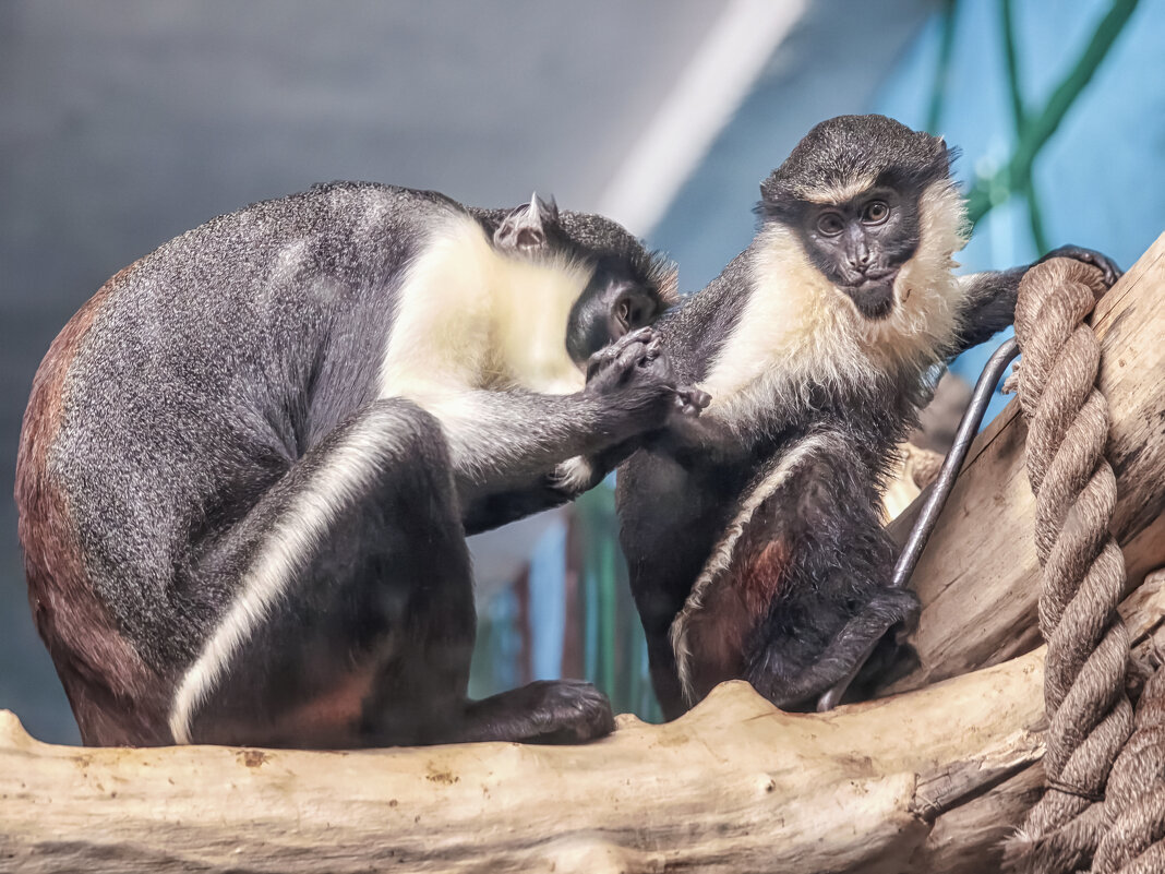 *** - Елена Черненко