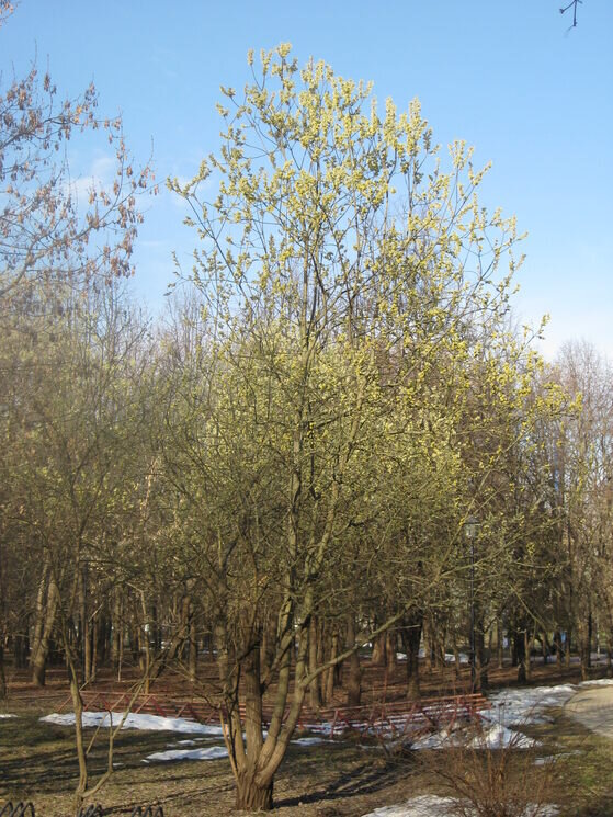 Весна пришла! - Дмитрий Никитин