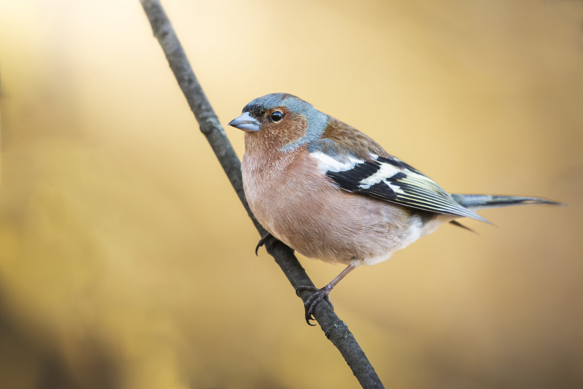 Зяблик - Максим Вышарь