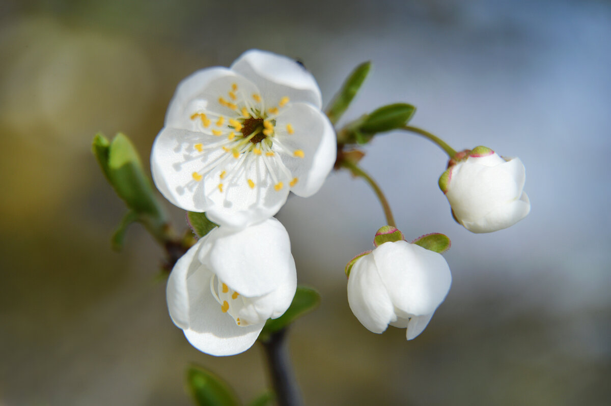 Весна в разгаре... цветёт алыча... - Надежда Куркина 
