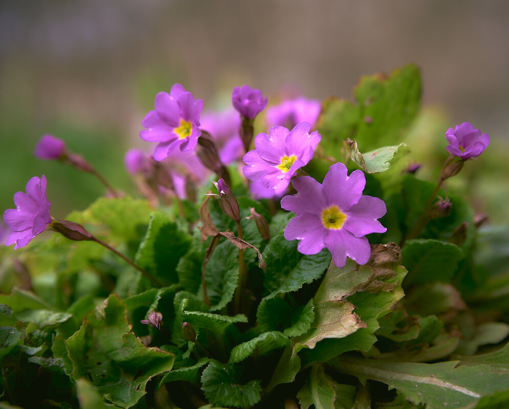 природа просыпается - Sergey Gorelov