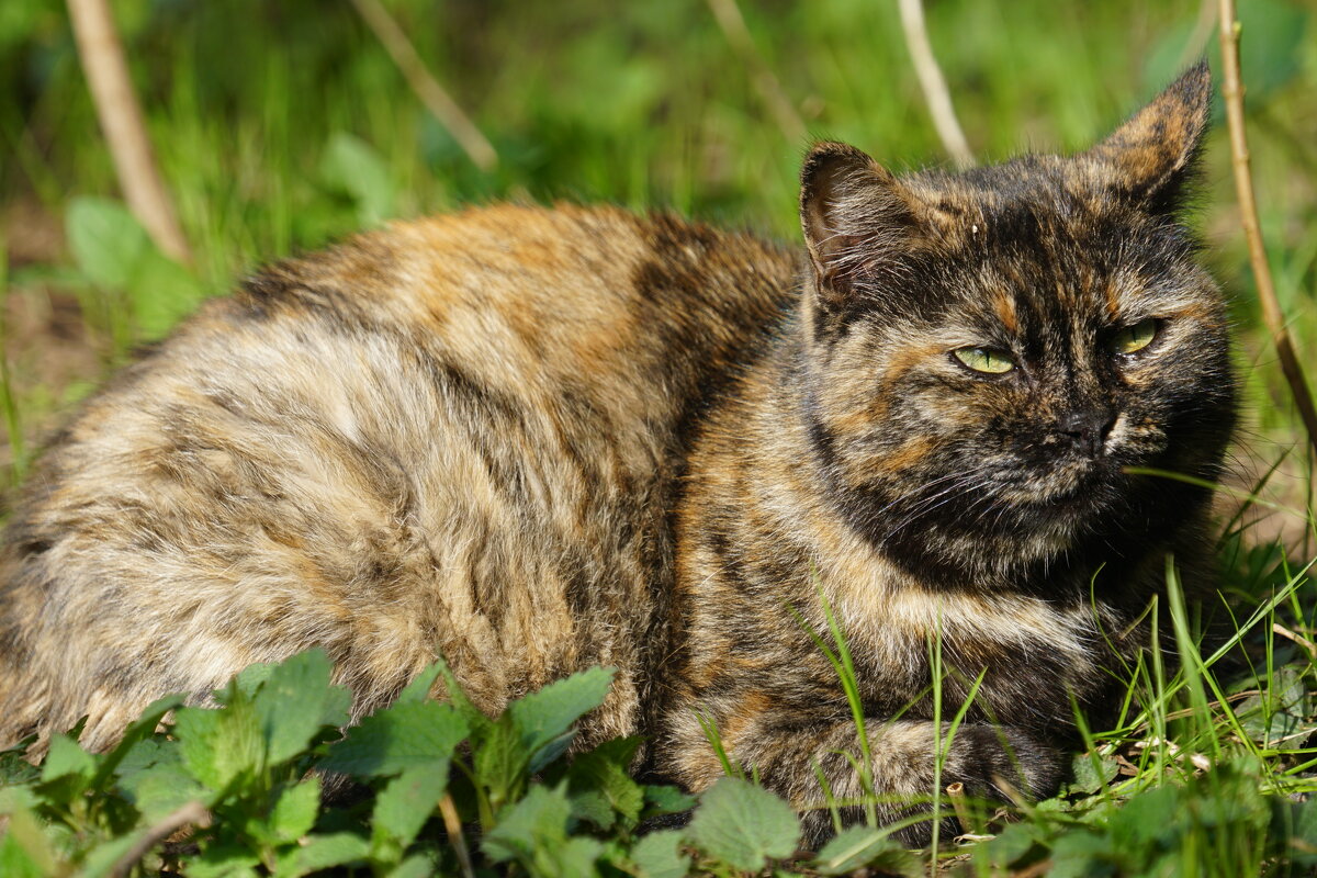 Греется на солнце - александр 