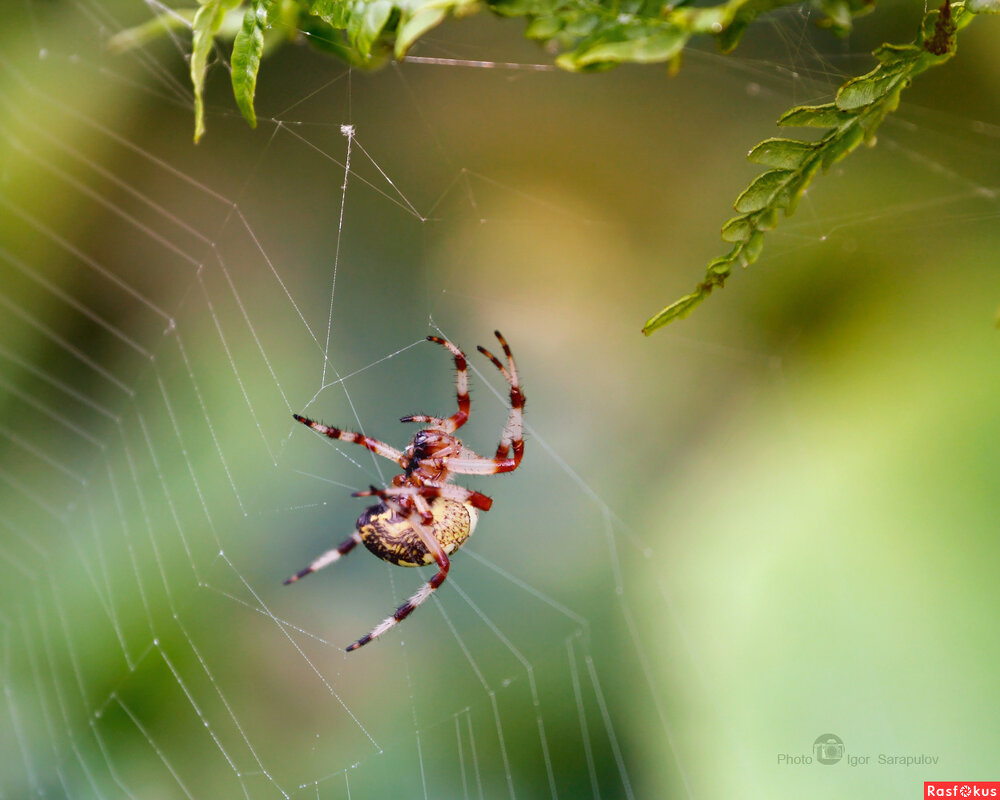 Araneus diadematus - Игорь Сарапулов