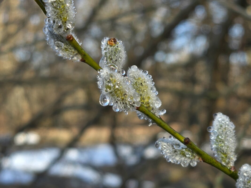 Капельки воды на сережках - Мария Яковлева