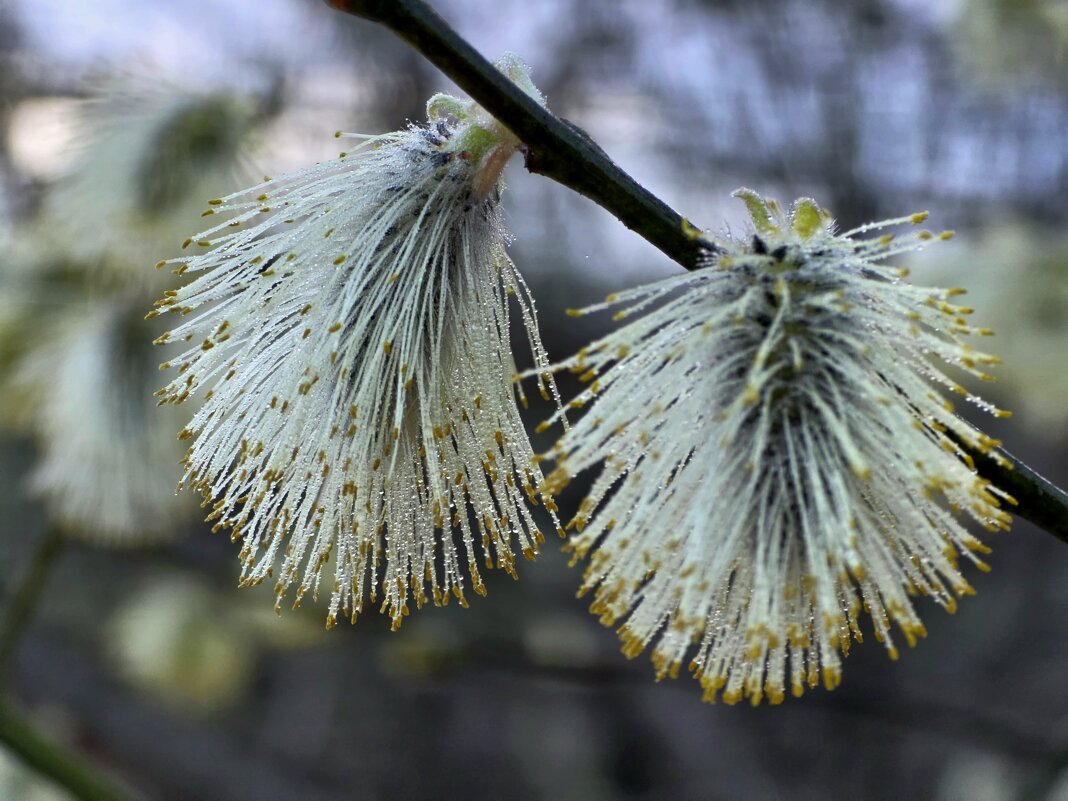 Капельки на вербе - Мария Яковлева