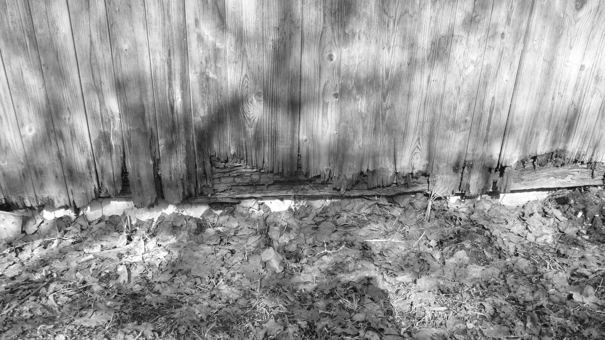 Мечты о ч/б Лейке 89. - Михаил Елочкин