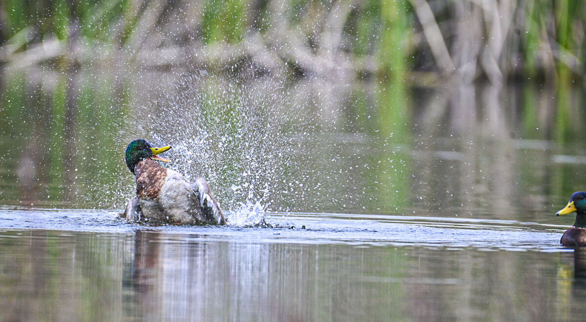 райское наслаждение ) или жизнь удалась - Осень 