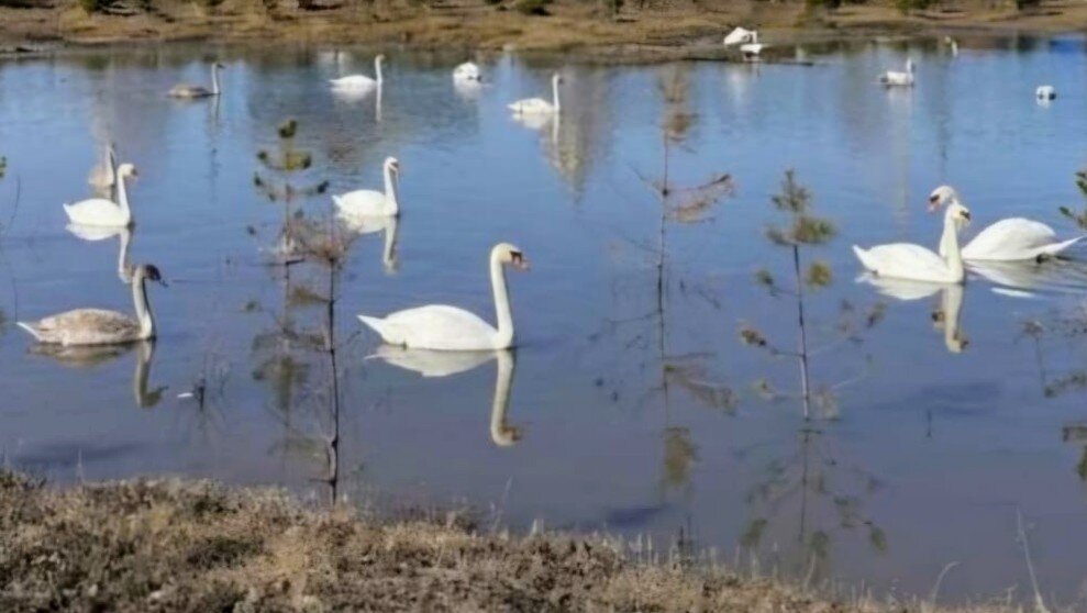 Лебединая песня - Георгиевич Лебединая песня - Георгиевич