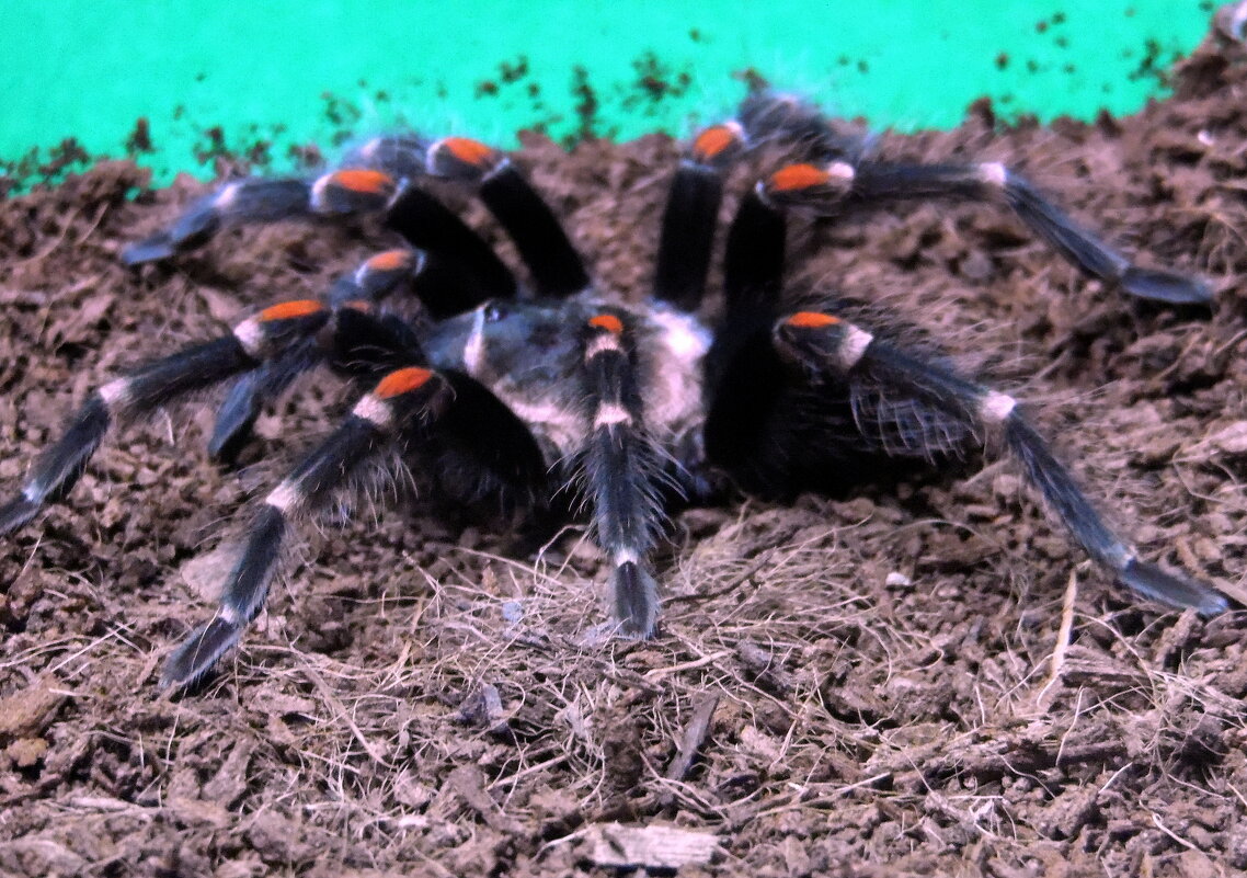 Паук-птицеед. - nadyasilyuk Вознюк Паук-птицеед. - nadyasilyuk Вознюк