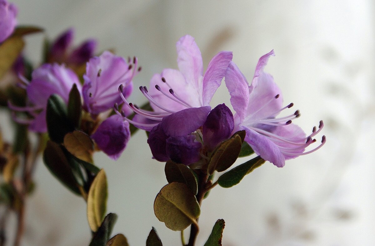 Багульник - Галина Нестратова