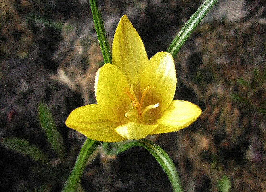 Солнечный - Людмила Смородинская
