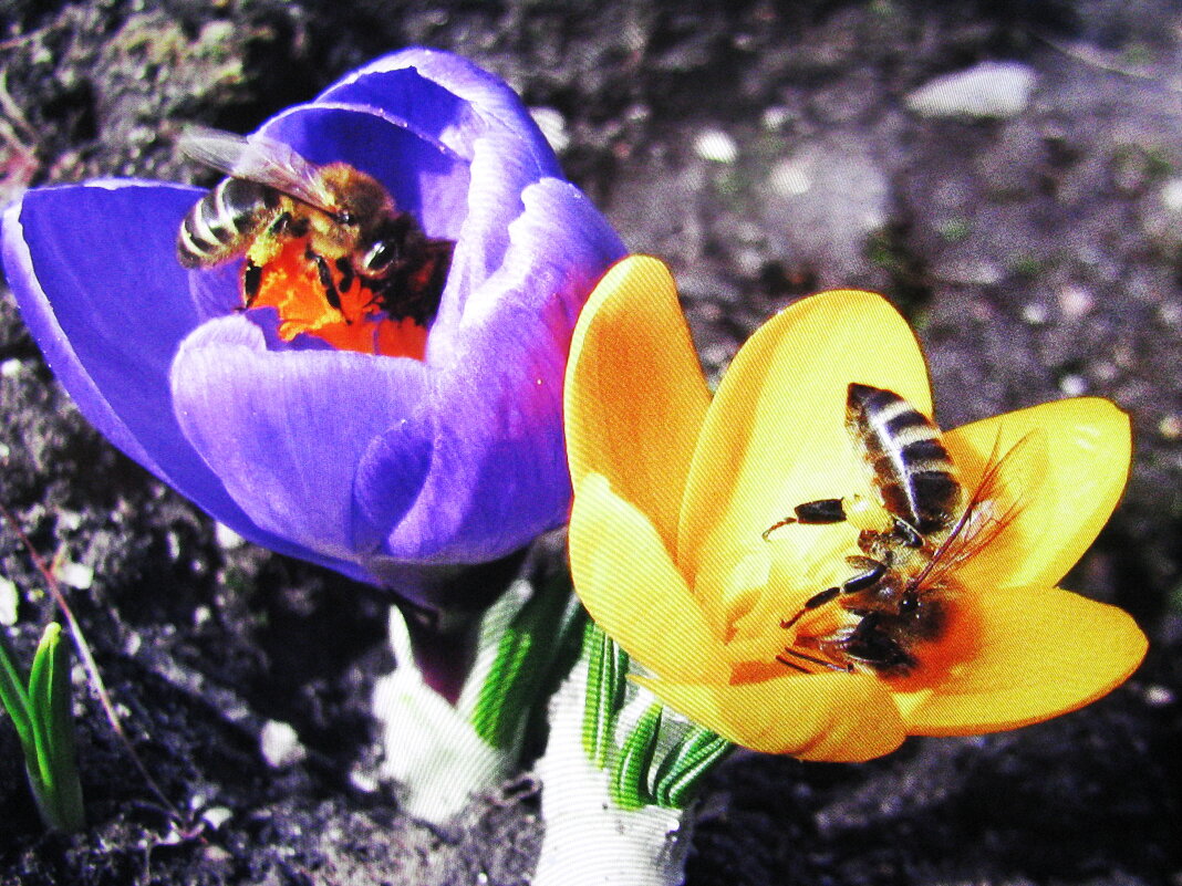 Первые пчёлки - Людмила Смородинская Первые пчёлки - Людмила Смородинская