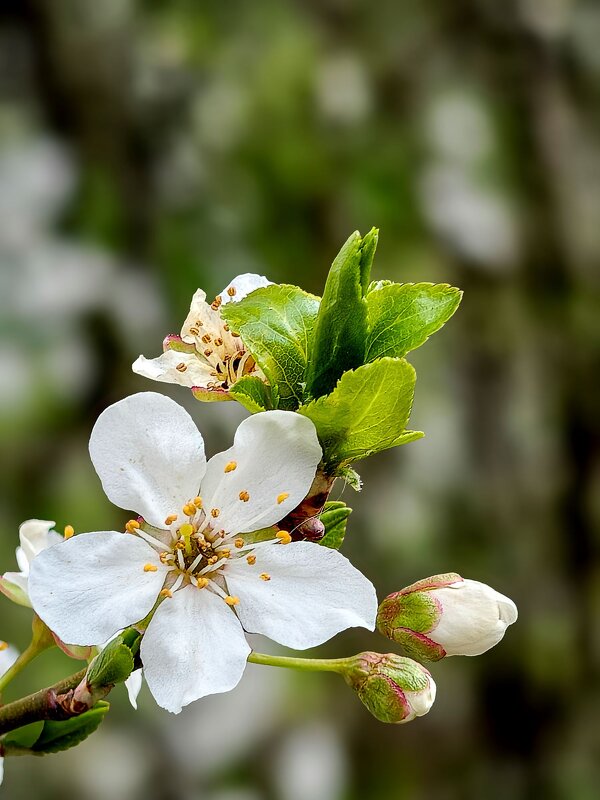 Цветёт алыча - Валерий Ткаченко