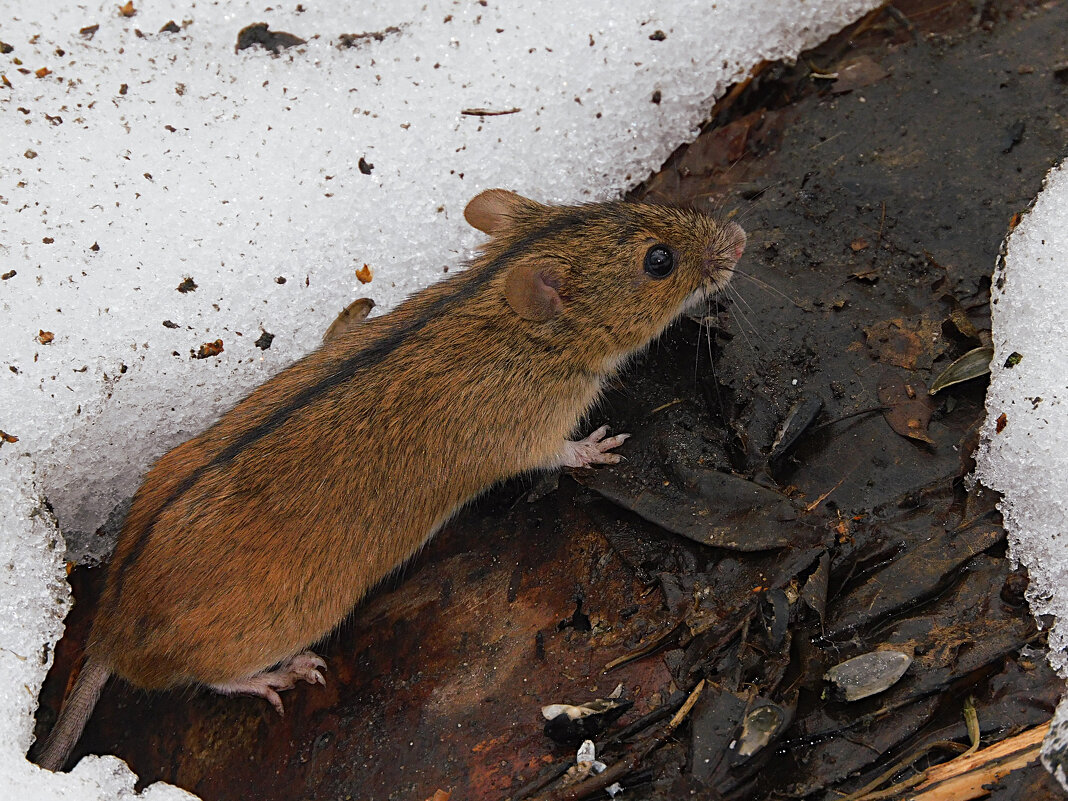 Полевая мышь - Лина 