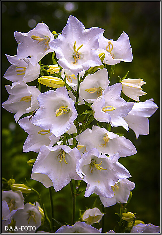 САДОВЫЕ КОЛОКОЛЬЧИКИ. - Александр Дмитриев САДОВЫЕ КОЛОКОЛЬЧИКИ. - Александр Дмитриев