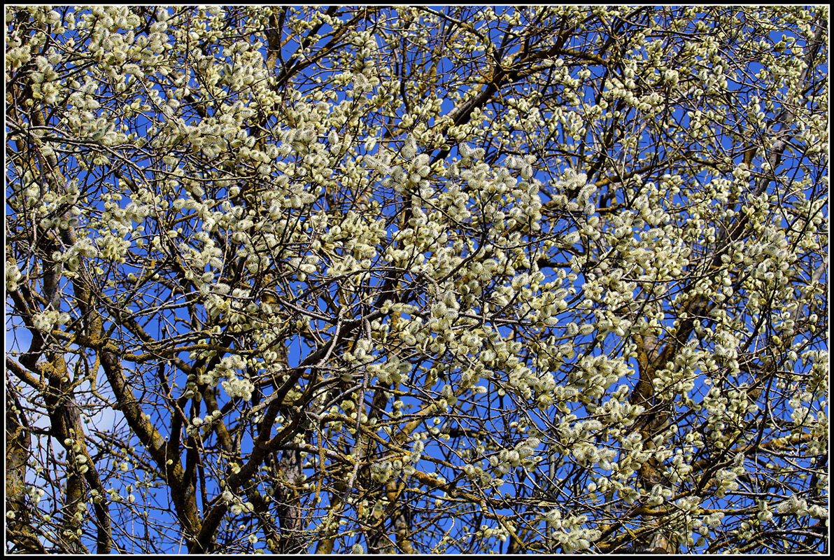 Гимн Весне - Aleksandr Gal Гимн Весне - Aleksandr Gal