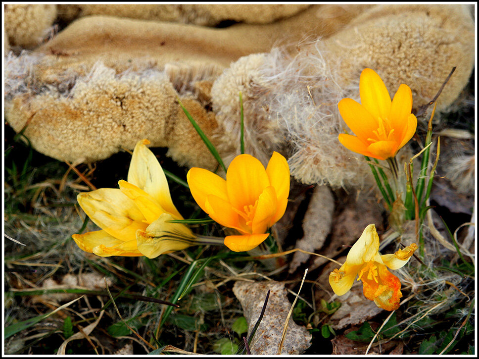 *** - Aleksandr Gal *** - Aleksandr Gal