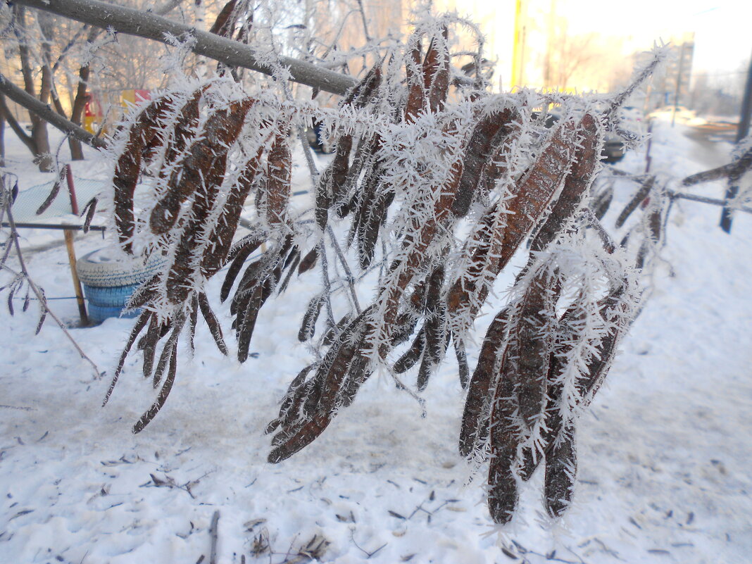 иголки марта - Елена Шаламова