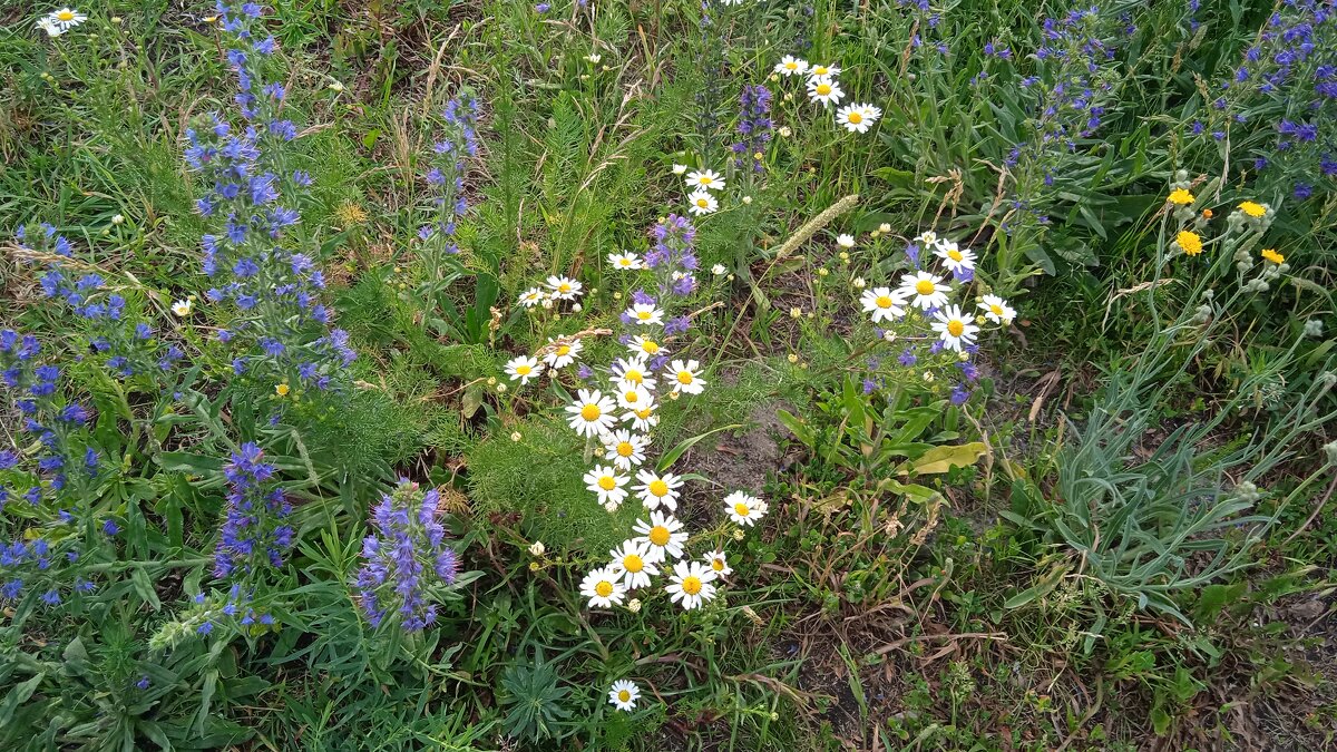 летняя полянка - Елена Шаламова