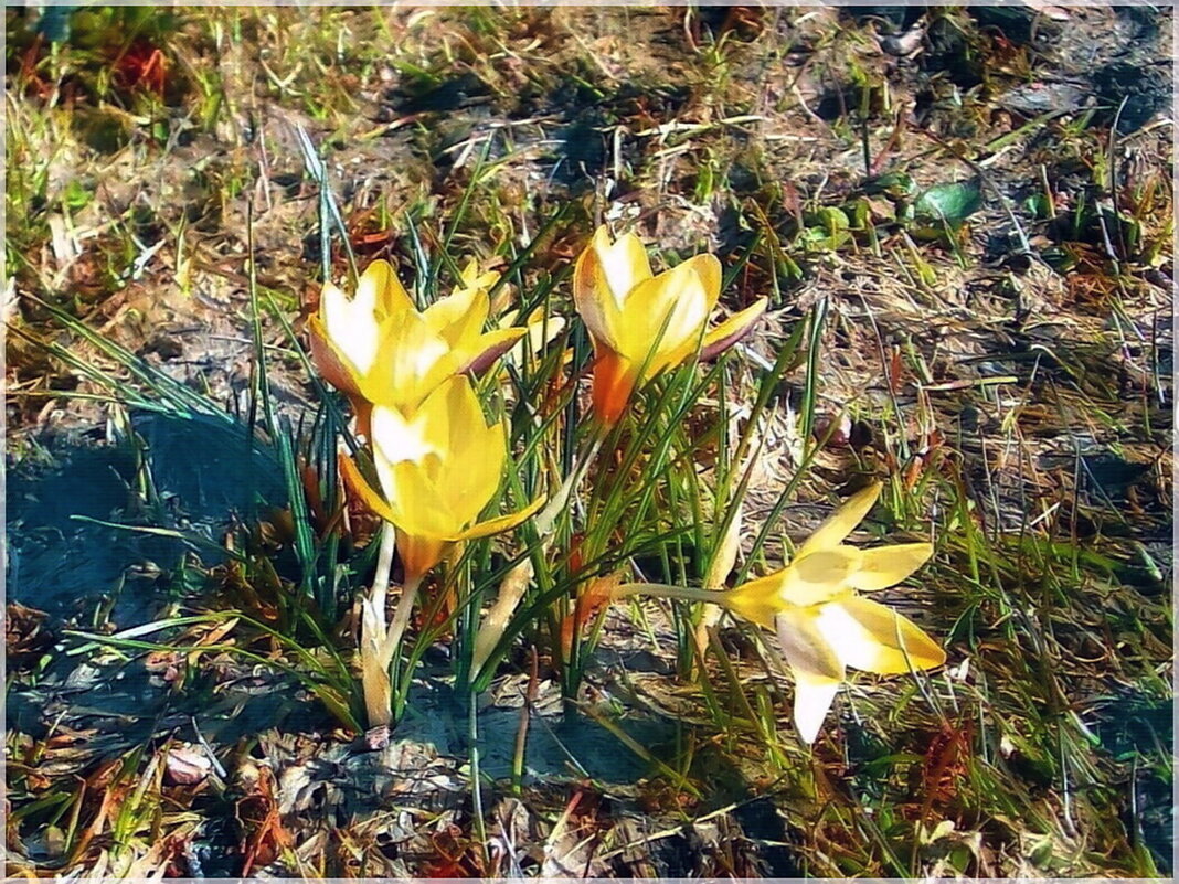 Крокусы - VasiLina *