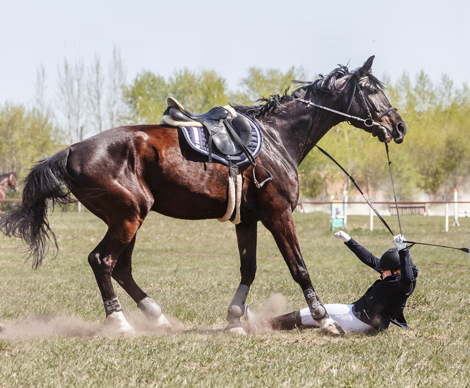 Конкур - SanSan 