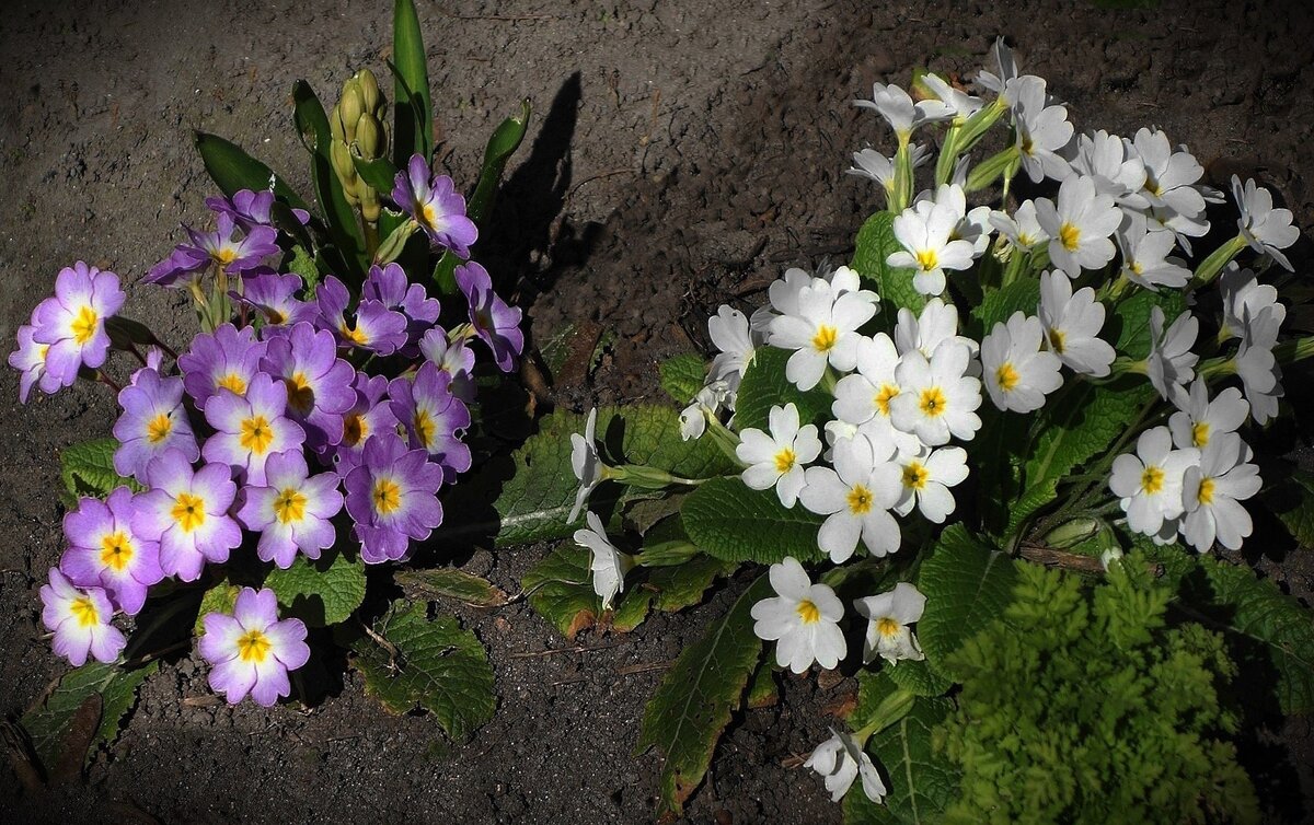 Примула - Рита Симонова