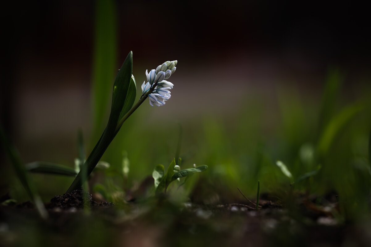 Пушкиния - Игорь Шевченко