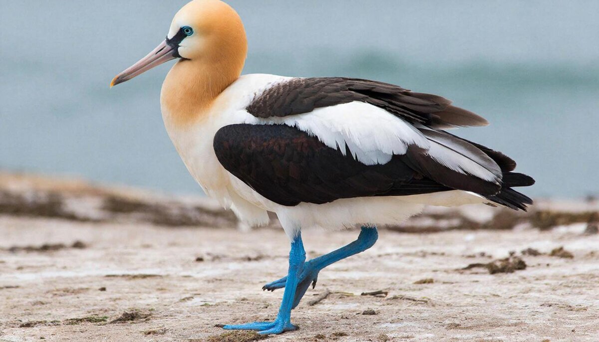 Голубоногая олуша - СЕРГЕЙ ФИЛОЧКИН