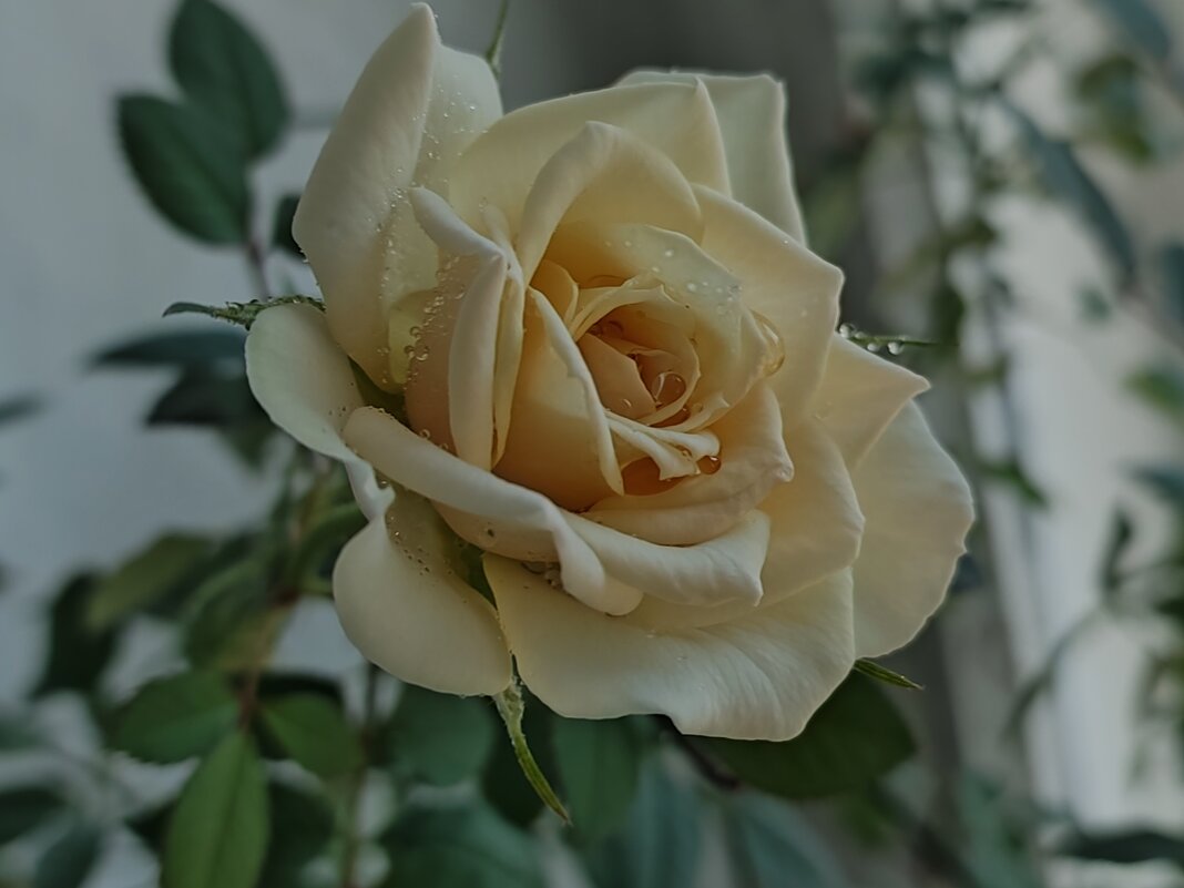 Роза - Валентина Богатко 