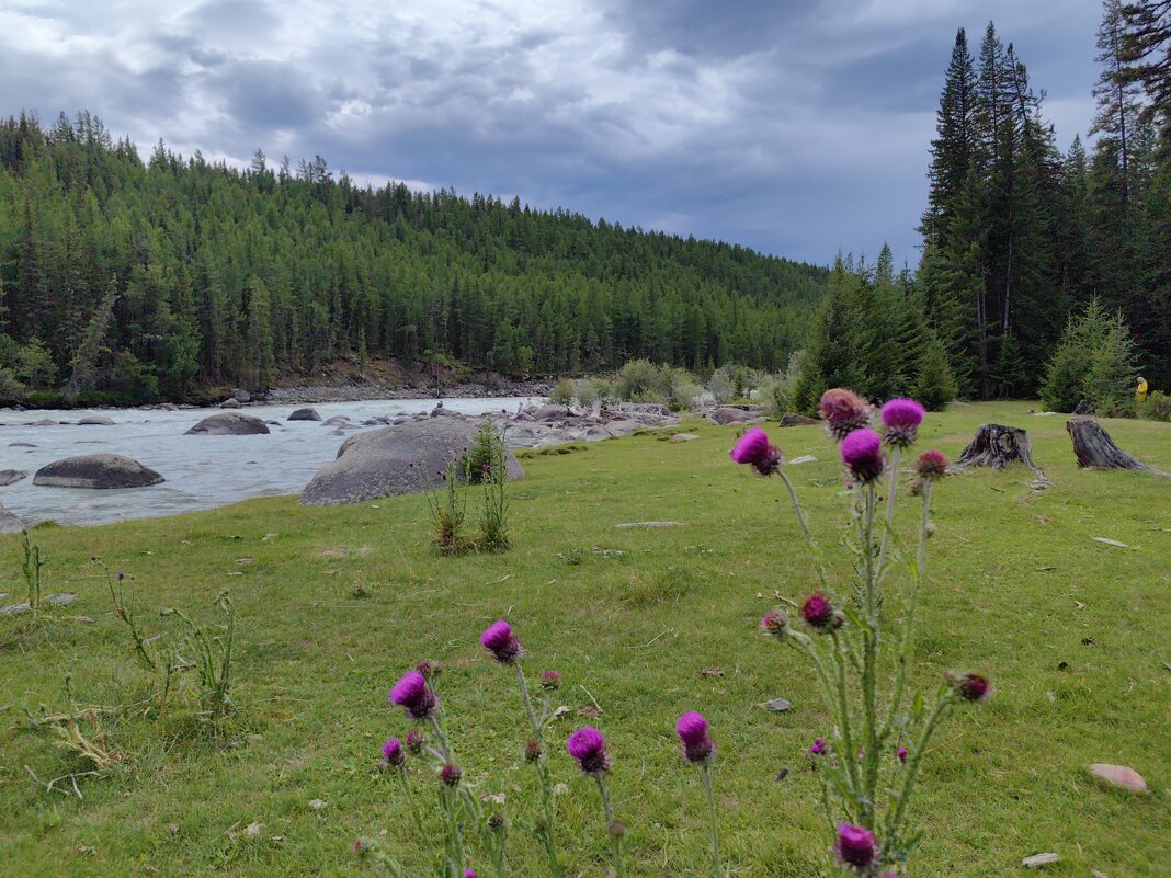 Пейзаж с чертополохом - Галина Козлова Пейзаж с чертополохом - Галина Козлова
